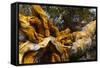 Great Basin Bristlecone Pine (Pinus Longaeva) Fallen Ancient Tree, White Mountains, California-Juan Carlos Munoz-Framed Stretched Canvas