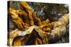 Great Basin Bristlecone Pine (Pinus Longaeva) Fallen Ancient Tree, White Mountains, California-Juan Carlos Munoz-Stretched Canvas