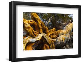 Great Basin Bristlecone Pine (Pinus Longaeva) Fallen Ancient Tree, White Mountains, California-Juan Carlos Munoz-Framed Photographic Print