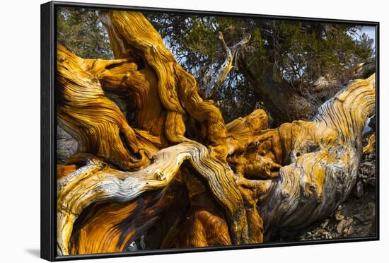 Great Basin Bristlecone Pine (Pinus Longaeva) Fallen Ancient Tree, White Mountains, California-Juan Carlos Munoz-Framed Photographic Print