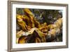 Great Basin Bristlecone Pine (Pinus Longaeva) Fallen Ancient Tree, White Mountains, California-Juan Carlos Munoz-Framed Photographic Print