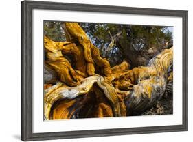 Great Basin Bristlecone Pine (Pinus Longaeva) Fallen Ancient Tree, White Mountains, California-Juan Carlos Munoz-Framed Photographic Print