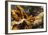 Great Basin Bristlecone Pine (Pinus Longaeva) Fallen Ancient Tree, White Mountains, California-Juan Carlos Munoz-Framed Photographic Print