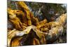 Great Basin Bristlecone Pine (Pinus Longaeva) Fallen Ancient Tree, White Mountains, California-Juan Carlos Munoz-Mounted Photographic Print