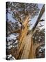 Great Basin Bristlecone Pine, Pinus Longaeva, Sierra Nevada, California, Usa-Rainer Mirau-Stretched Canvas