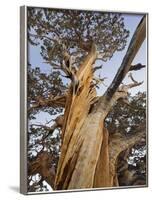 Great Basin Bristlecone Pine, Pinus Longaeva, Sierra Nevada, California, Usa-Rainer Mirau-Framed Photographic Print