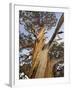 Great Basin Bristlecone Pine, Pinus Longaeva, Sierra Nevada, California, Usa-Rainer Mirau-Framed Photographic Print