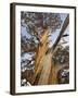 Great Basin Bristlecone Pine, Pinus Longaeva, Sierra Nevada, California, Usa-Rainer Mirau-Framed Photographic Print