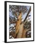 Great Basin Bristlecone Pine, Pinus Longaeva, Sierra Nevada, California, Usa-Rainer Mirau-Framed Photographic Print