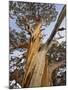 Great Basin Bristlecone Pine, Pinus Longaeva, Sierra Nevada, California, Usa-Rainer Mirau-Mounted Photographic Print