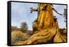 Great Basin Bristlecone Pine (Pinus Longaeva) Trunk Of Ancient Tree-Juan Carlos Munoz-Framed Stretched Canvas