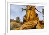 Great Basin Bristlecone Pine (Pinus Longaeva) Trunk Of Ancient Tree-Juan Carlos Munoz-Framed Photographic Print