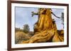 Great Basin Bristlecone Pine (Pinus Longaeva) Trunk Of Ancient Tree-Juan Carlos Munoz-Framed Photographic Print