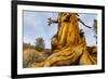 Great Basin Bristlecone Pine (Pinus Longaeva) Trunk Of Ancient Tree-Juan Carlos Munoz-Framed Photographic Print