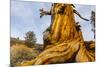 Great Basin Bristlecone Pine (Pinus Longaeva) Trunk Of Ancient Tree-Juan Carlos Munoz-Mounted Photographic Print