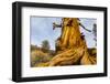 Great Basin Bristlecone Pine (Pinus Longaeva) Trunk Of Ancient Tree-Juan Carlos Munoz-Framed Photographic Print