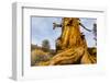 Great Basin Bristlecone Pine (Pinus Longaeva) Trunk Of Ancient Tree-Juan Carlos Munoz-Framed Photographic Print