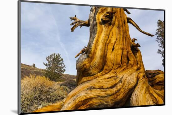 Great Basin Bristlecone Pine (Pinus Longaeva) Trunk Of Ancient Tree-Juan Carlos Munoz-Mounted Photographic Print