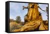 Great Basin Bristlecone Pine (Pinus Longaeva) Trunk Of Ancient Tree-Juan Carlos Munoz-Framed Stretched Canvas