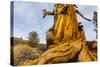 Great Basin Bristlecone Pine (Pinus Longaeva) Trunk Of Ancient Tree-Juan Carlos Munoz-Stretched Canvas