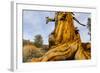 Great Basin Bristlecone Pine (Pinus Longaeva) Trunk Of Ancient Tree-Juan Carlos Munoz-Framed Photographic Print