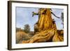 Great Basin Bristlecone Pine (Pinus Longaeva) Trunk Of Ancient Tree-Juan Carlos Munoz-Framed Photographic Print