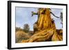 Great Basin Bristlecone Pine (Pinus Longaeva) Trunk Of Ancient Tree-Juan Carlos Munoz-Framed Photographic Print