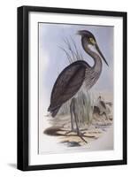 Great-Billed Heron (Ardea Sumatrana)-John Gould-Framed Premium Giclee Print
