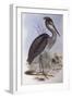 Great-Billed Heron (Ardea Sumatrana)-John Gould-Framed Premium Giclee Print