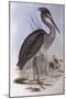 Great-Billed Heron (Ardea Sumatrana)-John Gould-Mounted Premium Giclee Print