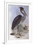 Great-Billed Heron (Ardea Sumatrana)-John Gould-Framed Giclee Print