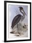 Great-Billed Heron (Ardea Sumatrana)-John Gould-Framed Giclee Print