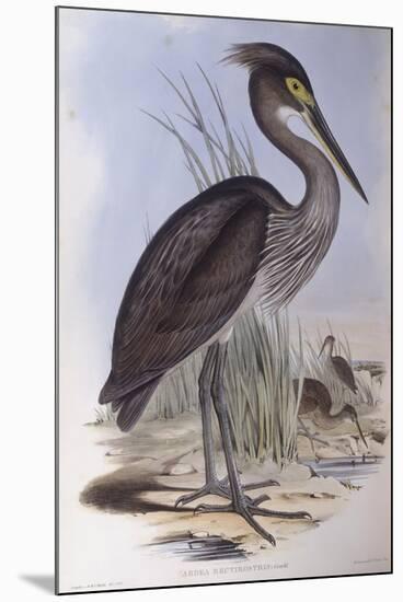 Great-Billed Heron (Ardea Sumatrana)-John Gould-Mounted Giclee Print
