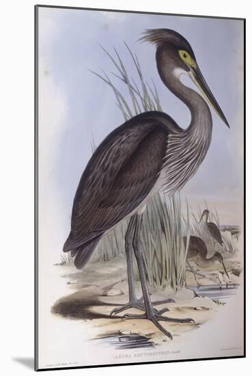 Great-Billed Heron (Ardea Sumatrana)-John Gould-Mounted Giclee Print