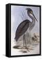 Great-Billed Heron (Ardea Sumatrana)-John Gould-Framed Stretched Canvas