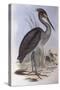 Great-Billed Heron (Ardea Sumatrana)-John Gould-Stretched Canvas