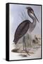 Great-Billed Heron (Ardea Sumatrana)-John Gould-Framed Stretched Canvas