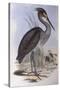 Great-Billed Heron (Ardea Sumatrana)-John Gould-Stretched Canvas