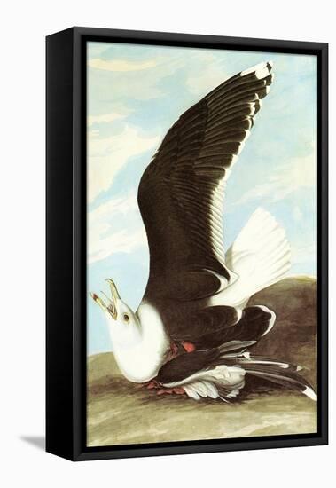 Great Black Backed Gull-John James Audubon-Framed Stretched Canvas