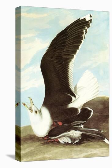 Great Black Backed Gull-John James Audubon-Stretched Canvas