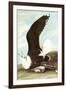 Great Black Backed Gull-John James Audubon-Framed Art Print