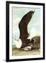 Great Black Backed Gull-John James Audubon-Framed Art Print