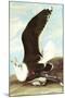 Great Black Backed Gull-John James Audubon-Mounted Art Print