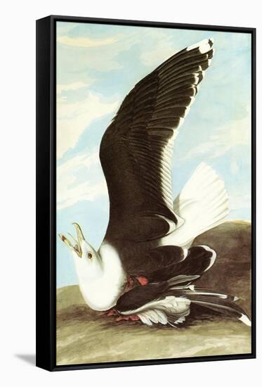 Great Black Backed Gull-John James Audubon-Framed Stretched Canvas