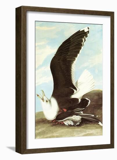 Great Black Backed Gull-John James Audubon-Framed Art Print