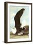 Great Black Backed Gull-John James Audubon-Framed Art Print