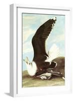 Great Black Backed Gull-John James Audubon-Framed Art Print