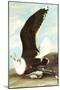 Great Black Backed Gull-John James Audubon-Mounted Art Print