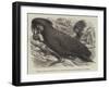 Great Black Cockatoo in the Zoological Society's Gardens-Thomas W. Wood-Framed Giclee Print