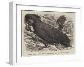 Great Black Cockatoo in the Zoological Society's Gardens-Thomas W. Wood-Framed Giclee Print